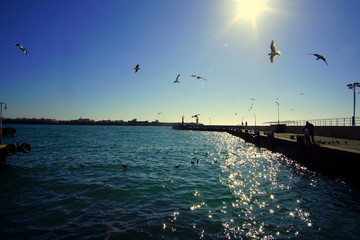 gulls hover over the sea