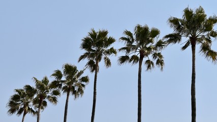 Palmen, Nagoya