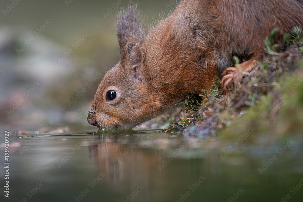 Poster A very close up image from a low level of a red squirrel drinking from a pool with a slight reflection in the water