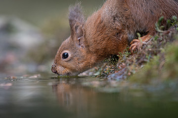 A very close up image from a low level of a red squirrel drinking from a pool with a slight reflection in the water
