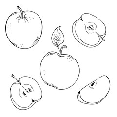 Set of fresh apples and apple slices isolated on white background drawn by ink. Hand drawn vector illustration.
