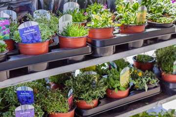 Fototapeta na wymiar Blumen und Pflanzen zum Verkauf angeboten im Frühling