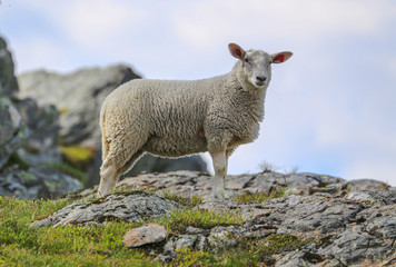 Fototapeta premium Sheep grassing in Seterfjellet mountain in Northern Norway
