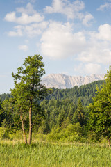 Wald und Berge im Karwendel an einem Tag im Sommer