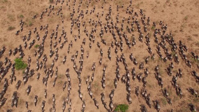 Aerial shot of gnus herd