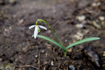 single snowdrop growing on the ground