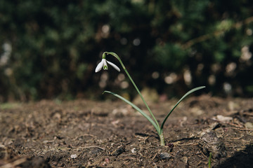 single snowdrop growing on the ground