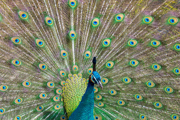 Obraz premium Beautiful peacock showing his feathers