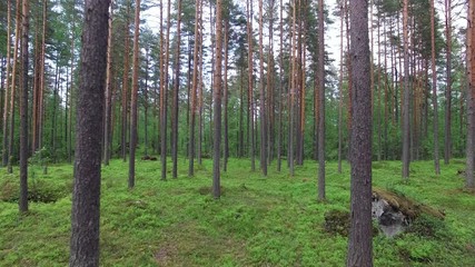 flying through forest.camera moving forwards
