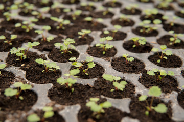 detail of small seedlings
