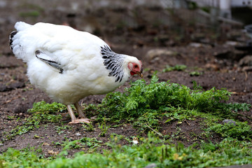 Free Hen in Northern Norway