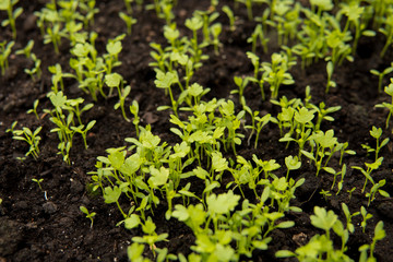 detail of small seedlings