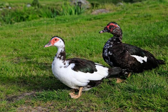 Muscovy duck in Northern Norway