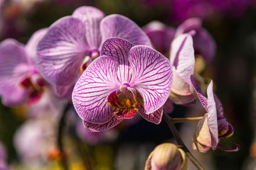 Schöne Orchideen im Orchideengarten.