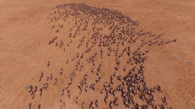 Aerial of the wildebeests migration in Masai Mara