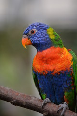 lorikeet