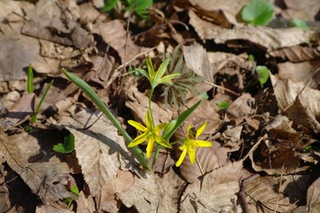 Spring flowers, forest, park.
