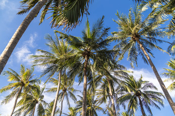 Palmen mit Blauer Himmel im Hintergrund.