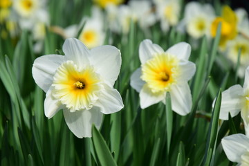 Narzissen, Osterglocken