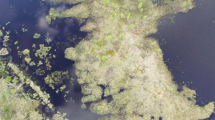 AERIAL : top view on the wetlands swamp