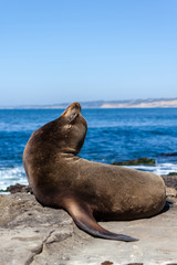 Obraz premium California Sea Lion Zalophus Californianus in La Jolla