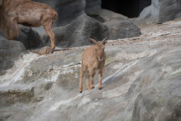 Steinbock auf Felsen