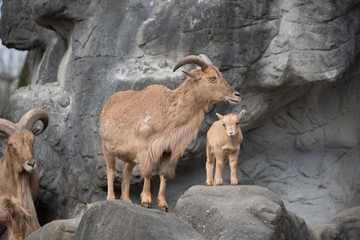 Steinbock auf Felsen