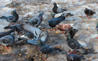Obraz premium Many pigeons peck in the snow bread crumbs