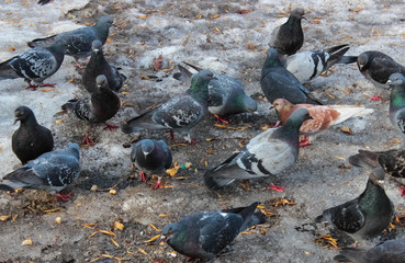 Many pigeons peck in the snow bread crumbs