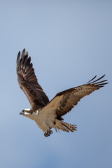 Fototapeta na wymiar Osprey