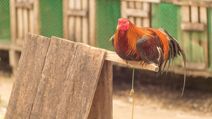The Philippine cock is sitting on his house. Philippine Village. © Довидович Михаил
