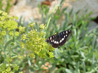 Butterfly with white spots resting on green plants