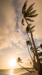 Palms hanging on the beach during sunrise on Boracay. White beach at Boracay island, Philiphines.