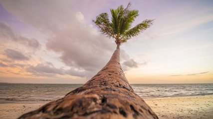 Lonely palm hanging on the beach during sunrise on Boracay. White beach at Boracay island, Philiphines.