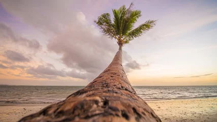 Naadloos Fotobehang Airtex Boracay Wit Strand Eenzame palm die op het strand hangt tijdens zonsopgang op Boracay. Wit strand bij Boracay-eiland, Philiphines.