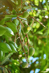 Clean green mangoes fruits