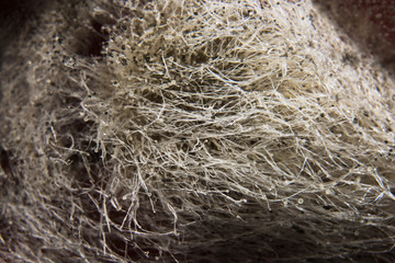 Background of white mold with black dots macro, photo