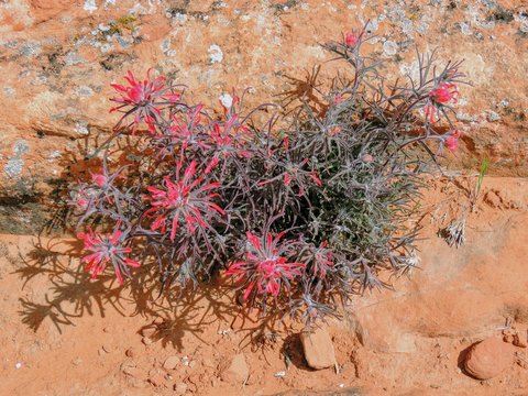 Close up of Castilleja chromosa, commonly known as Indian paintbrush or prairie-fire and are classified in the broomrape family, Orobanchaceae. They are hemiparasitic on the roots of grasses and forbs
