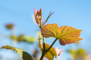 Sprout of Vitis vinifera, grape vine, Georgia