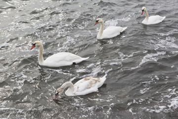 Swans (Cygnus olor) swim in the Black Sea in winter near the embankment of the city of Evpatoria, Crimea