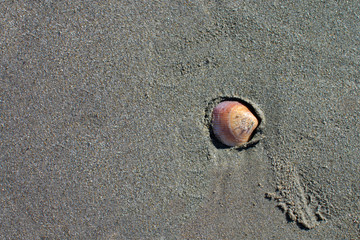 Seashell closeup on sand beach