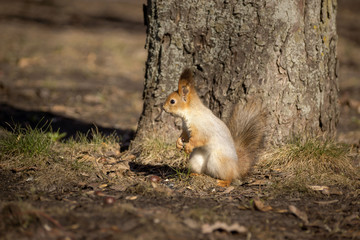 red squirrel standing with mushrooms leaves and apples