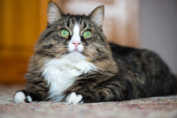 the house cat lies on the carpet.
