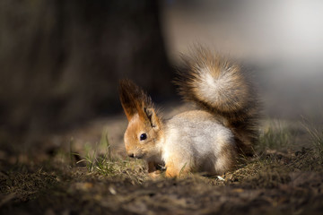 red squirrel standing with mushrooms leaves and apples