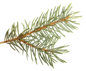 part of the spruce branch. isolated on white background