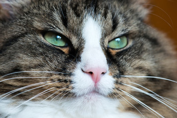 muzzle of a cat close-up