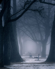 winter image of a park with oaks and park benches in fog