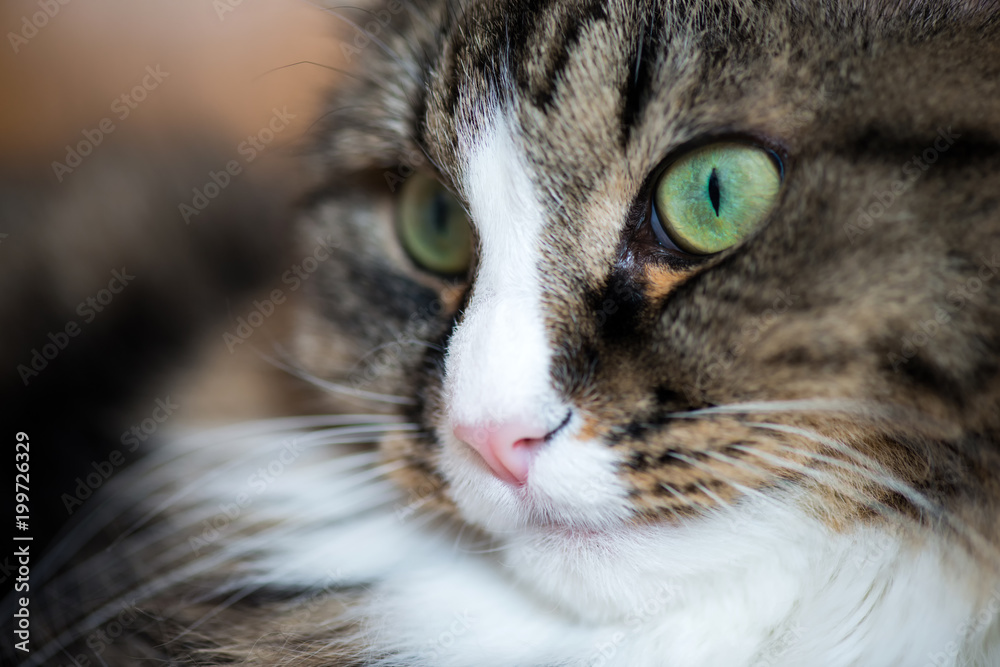 Wall mural muzzle of a cat close-up