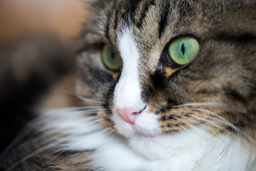 Fototapeta na wymiar muzzle of a cat close-up