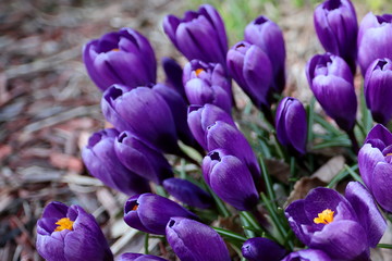 crocus